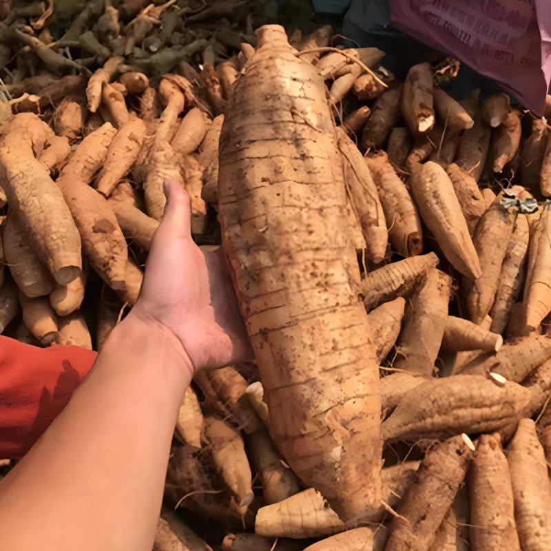 葛根新鲜广西和平粉葛无渣现挖大山野葛薯广东煲汤葛根粉包邮