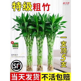富贵竹水培植物水养发财竹带根客厅绿植招财转运竹子粗壮盆栽室内
