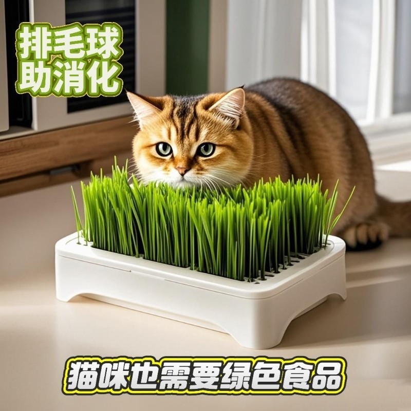水培小麦种子育苗即食猫草猫咪排毛水培自种无土水培小麦天然健康,宠物/宠物食品及用品,猫草/猫草片,淘宝优惠券,粉丝福利购,淘宝优惠卷