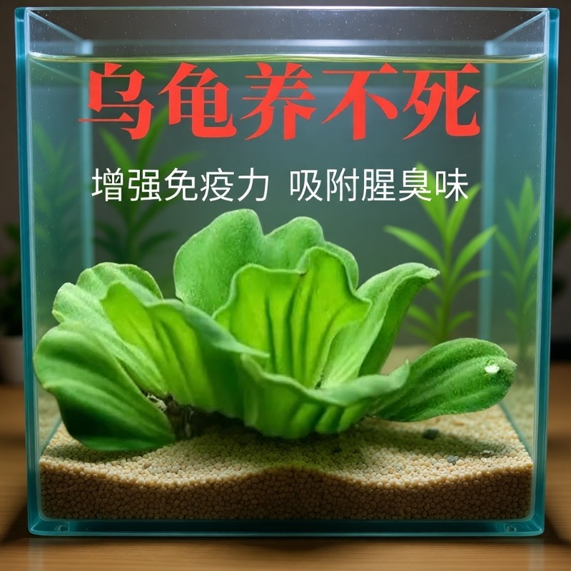 水芙蓉鱼缸龟缸造景摆件套餐净化水质水草漂浮水生活体植物易养