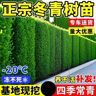 北海道黄杨大叶冬青树苗篱笆墙庭院围墙四季常青植物耐寒绿篱围栏
