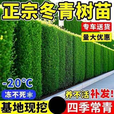 北海道黄杨大叶冬青树苗篱笆墙庭院围墙四季常青植物耐寒绿篱围栏