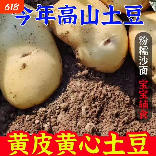 黄心土豆新鲜高山农家