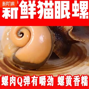 海鲜水产大猫眼螺 大沙螺红香螺新鲜猫眼螺玉螺海鲜贝类海螺