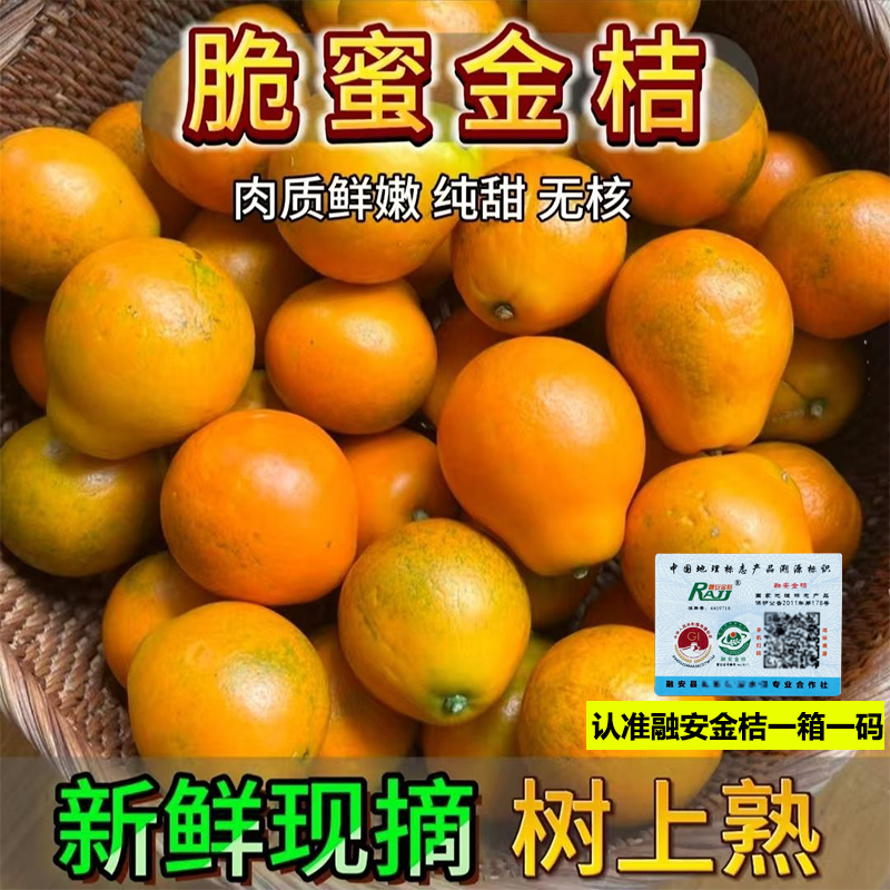 [顺丰包邮]广西融安脆蜜金柑精选纯甜无酸无籽第三代金桔现摘现发
