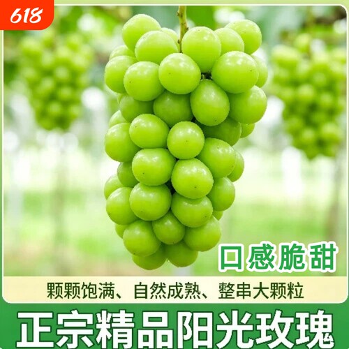 阳光玫瑰青提精选大果皮薄肉厚脆甜新鲜现发水果当季整箱包邮鲜果