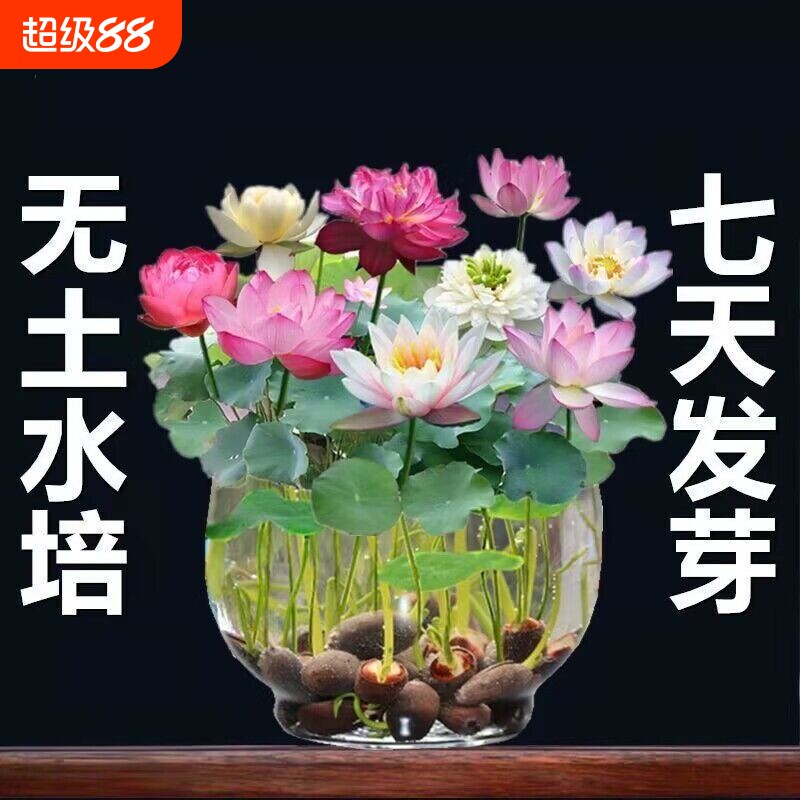 鱼缸水草种子水培真草养鱼碗莲种籽装饰造景植物固定景观水质观赏