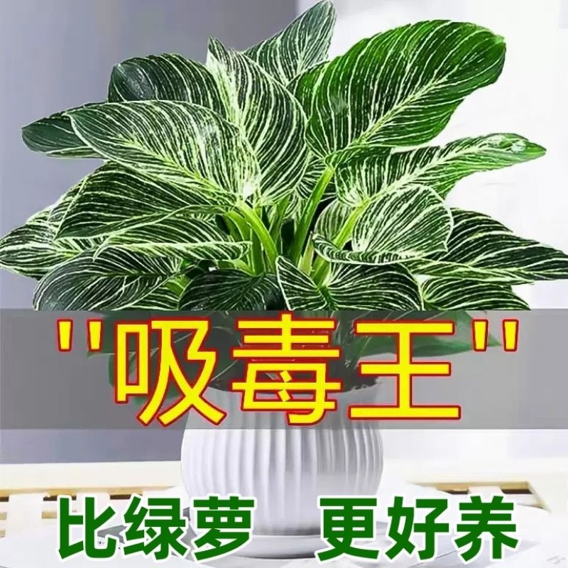 铂金钻盆栽蔓绿绒绿萝室内植物花卉绿植水培多肉新房家用吸除甲醛