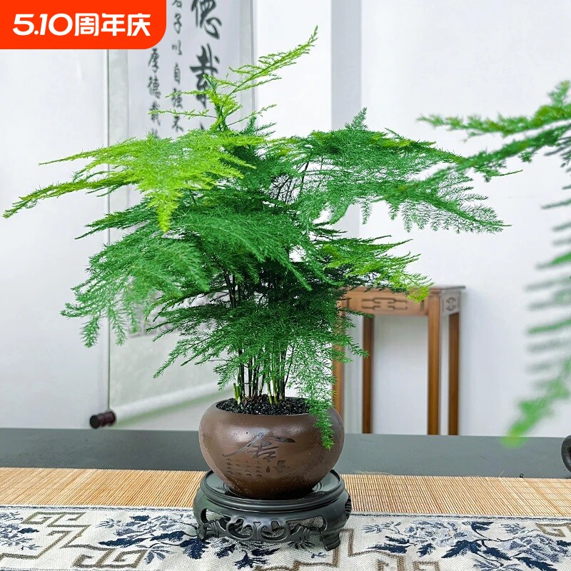 文竹创意舍得盆绿纱盆桌面小盆景办公室茶桌绿植盆栽中式禅意风