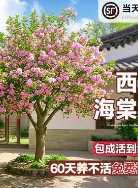 海棠花树苗高杆西府北美海棠耐寒植物庭院盆栽地栽风景树室外开花