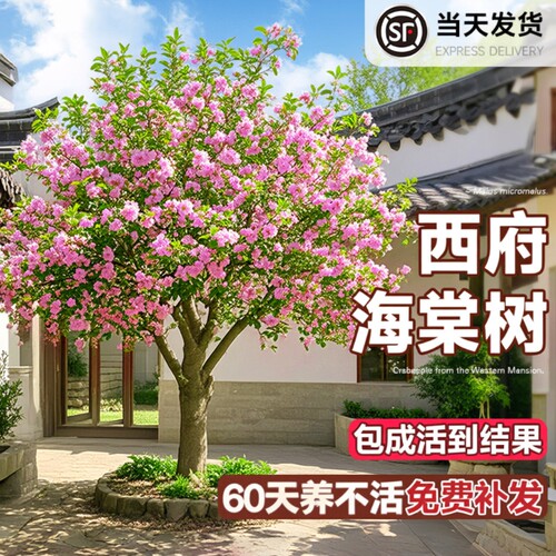 海棠花树苗高杆西府北美海棠耐寒植物庭院盆栽地栽风景树室外开花