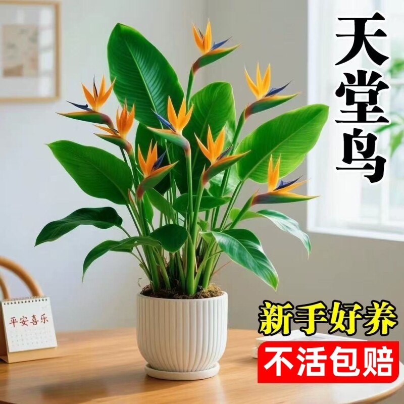 天堂鸟盆栽室内客厅大型绿植高级感大叶植物花卉鹤望兰水培办公桌图片