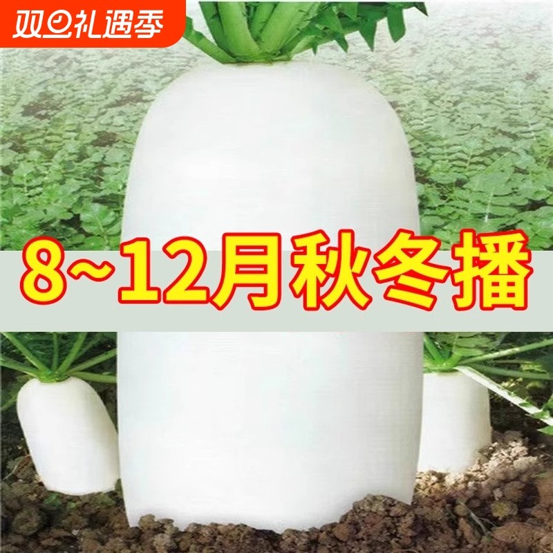 大白萝卜九斤王萝卜种子春秋蔬菜籽种水果白罗卜大全理想高产散装