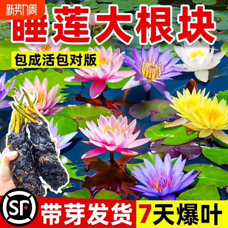 睡莲水培植物盆栽带花四季开花卉大根块池塘莲花种苗水养荷花根茎