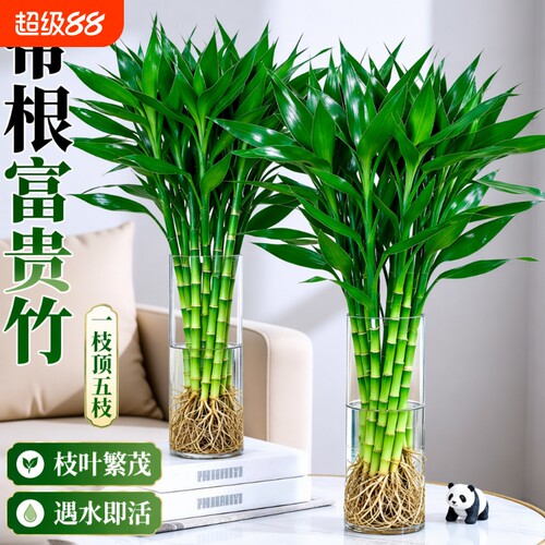 富贵竹水培植物|超5000次加购