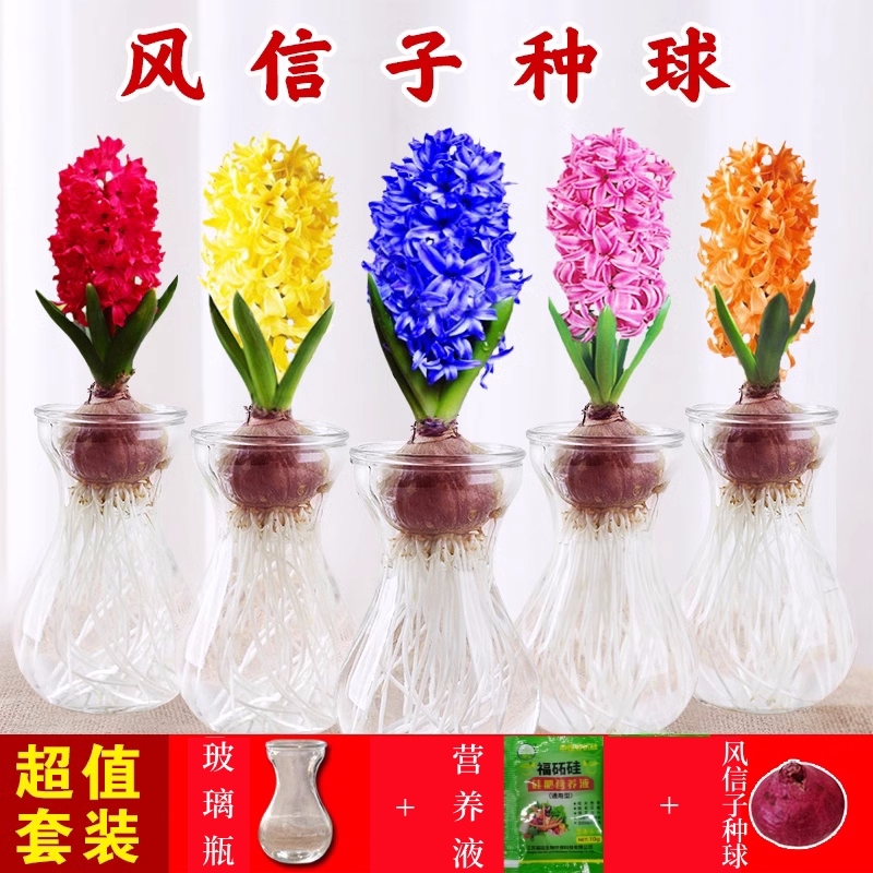 进口风信子种球盆栽冬季耐寒水培开花植物室内绿植洋水仙种植客厅