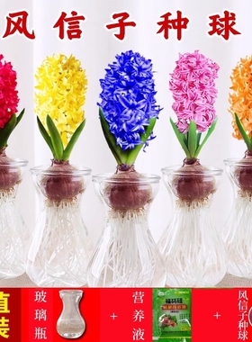 进口风信子种球盆栽冬季耐寒水培植物绿植洋水仙重瓣室内开花客厅
