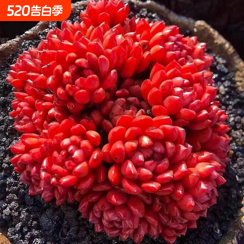红宝石多头多肉绿植好养植物肉肉组合办公室盆栽花卉阳台招财玉露
