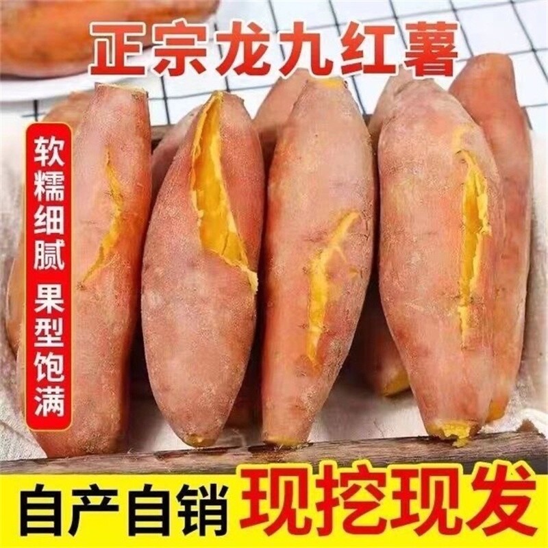现挖蜜薯番薯地瓜红薯新鲜龙九黄心沙地山芋正宗批发软糯香甜蜜