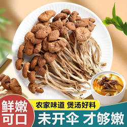 新货古田茶树菇干货不开伞特产级新鲜无硫菌菇炒菜煲汤凉拌菜食材