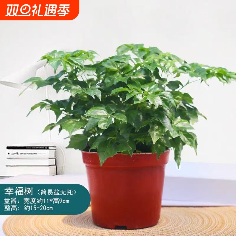 幸福树盆栽绿植花卉室内客厅四季常青净化空气水培懒人好养