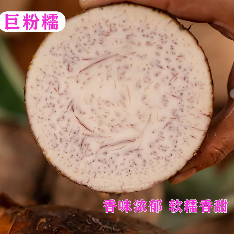 正宗广西荔浦新鲜大芋头农家现挖粉香芋正宗槟榔芋紫纹香芋包邮