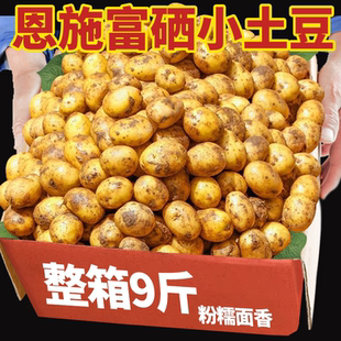 恩施小土豆10斤 富硒正宗新鲜洋芋迷你黄心土豆湖北马铃薯蔬菜 包邮