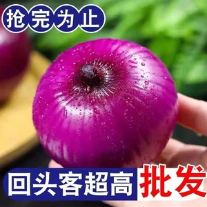 河南哪洋葱农家自种紫皮洋葱水果元葱红皮洋葱蔬菜5斤9斤新鲜