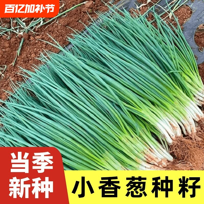 四季小香葱种子红葱种籽盆栽葱头种阳台种植火蔬菜水果玉米大葱