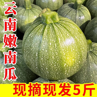 嫩南瓜新鲜小圆瓜现摘西葫芦瓜圆形绿皮嫩瓜甜瓜金瓜农家新鲜发
