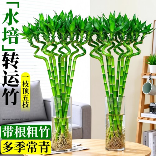 转运竹水养带根富贵竹水培植物客厅招财盆栽室内花卉绿植粗杆竹子