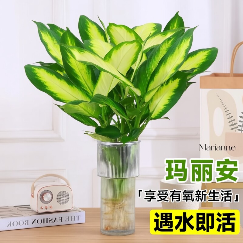 玛丽安水培植物盆栽万年青绿植室内好养富贵竹客厅花卉除甲醛桌面