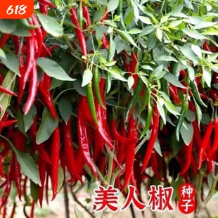 美人椒种子大果羊角青椒尖椒辣椒苗种籽微辣新品种春季蔬菜孑