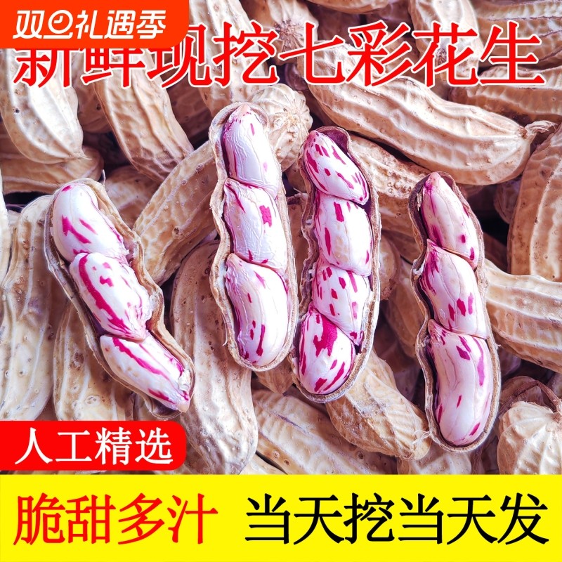 新货云南七彩花生带壳生熟七彩野地花生米黑花生种子特级普洱特产