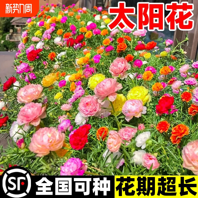 太阳花种孑重瓣花种籽春秋开花格桑花花籽百日草庭院种植易活种子