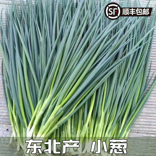 东北直发小葱蘸酱小葱葱花小菜新鲜蔬菜整箱发顺丰火锅蘸料配料