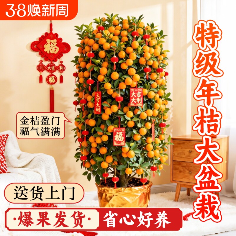 年桔盆栽带果可食用四季金桔树客厅室内新年招财寓意家庭年宵绿植