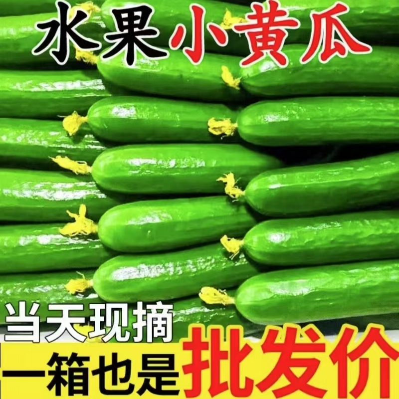 新鲜水果黄瓜现摘现发新鲜水果黄瓜现摘现发新鲜黄瓜迷你小黄瓜