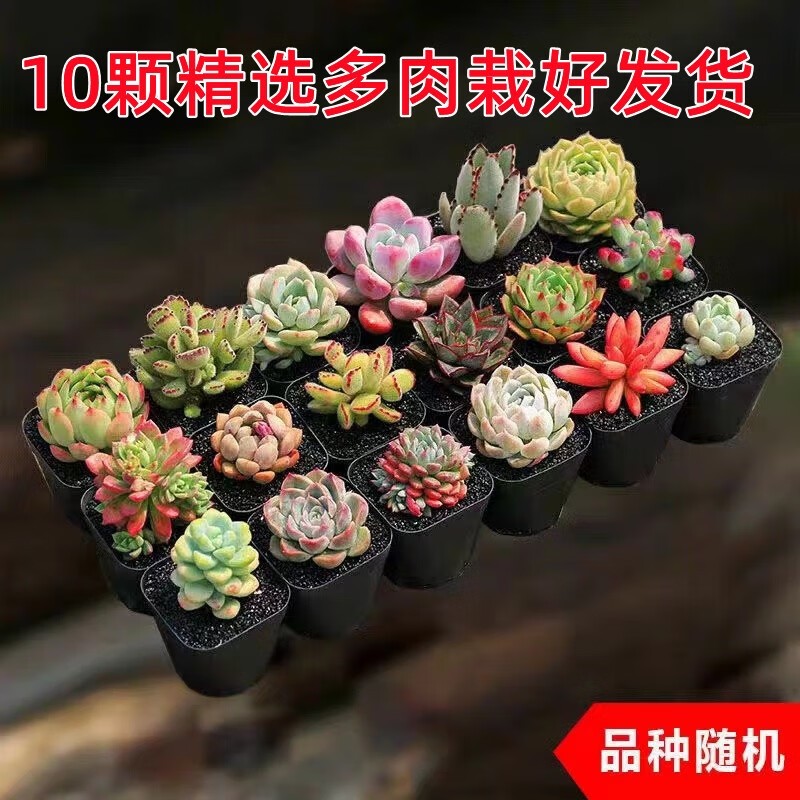 山楂家多肉植物 小盆栽 豪华套装多肉组合桃蛋玉露绿植花卉园艺 1