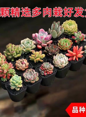 山楂家多肉植物 小盆栽 豪华套装多肉组合桃蛋玉露绿植花卉园艺 1