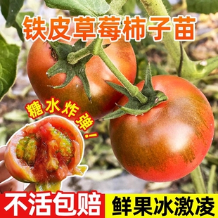 草莓番茄苗秧铁皮水果大西红柿苗柿子广东老品种圣女果阳台种植