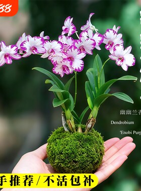 白泼墨秋石斛兰花苗带花苞室内