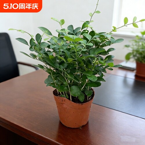 九里香盆栽花卉绿植室内驱蚊四季长绿好养水培观叶植物净化空气