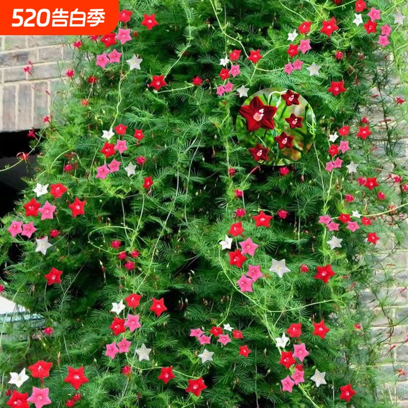 阳台花种子五星花五角星四季羽叶茑萝绿植室内爬藤盆栽攀藤花种子