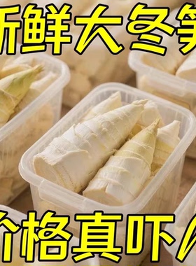 当季大冬笋新鲜竹笋楠竹笋水煮笋春笋清水笋蔬菜火锅食材批发