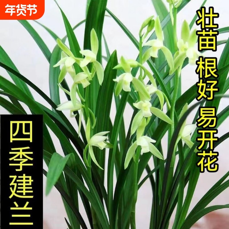 兰花盆栽建兰四季兰大凤素 客厅花卉植物室内花好养活,鲜花速递/花卉仿真/绿植园艺,国兰/杂交兰/洋兰类,淘宝优惠券,粉丝福利购,淘宝优惠卷
