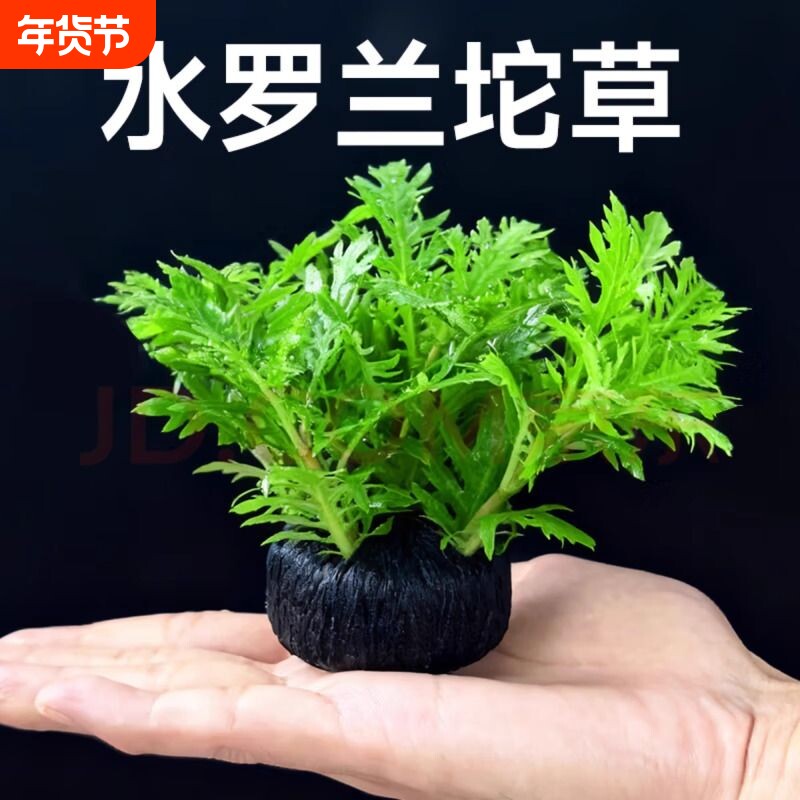 水罗兰坨草中后景阴性水草沉底植物自带营养底座鱼缸造景水草种植