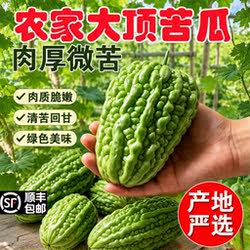 广西农家新鲜大顶苦瓜绿皮凉瓜凉拌解暑绿色圆润条纹特大现摘蔬菜