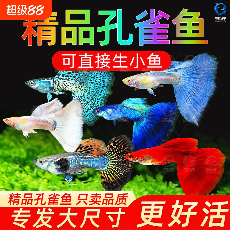 孔雀鱼纯种观赏鱼小型淡水好养热带鱼活体清道夫斑马金鱼小鱼鱼苗