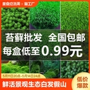 饰植物材料青苔小灰 鲜活苔藓微景观生态瓶diy白发藓盆景假山装